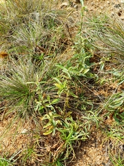 Enicostema axillare (Enicostema axillare)