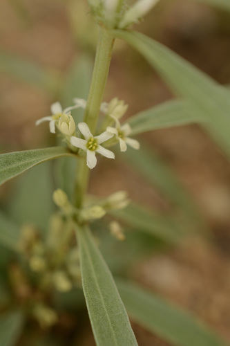 Enicostema axillare (Enicostema axillare)
