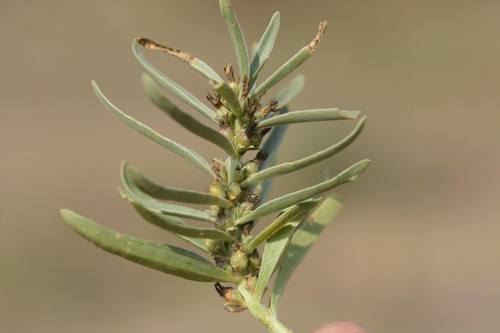 Enicostema axillare (Enicostema axillare)