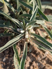 Enicostema axillare (Enicostema axillare)