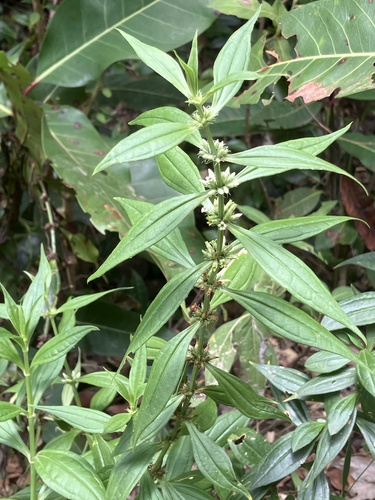 Whitehead (Enicostema verticillatum)