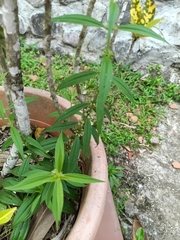 Whitehead (Enicostema verticillatum)