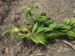 Whitehead (Enicostema verticillatum)