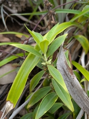 Whitehead (Enicostema verticillatum)