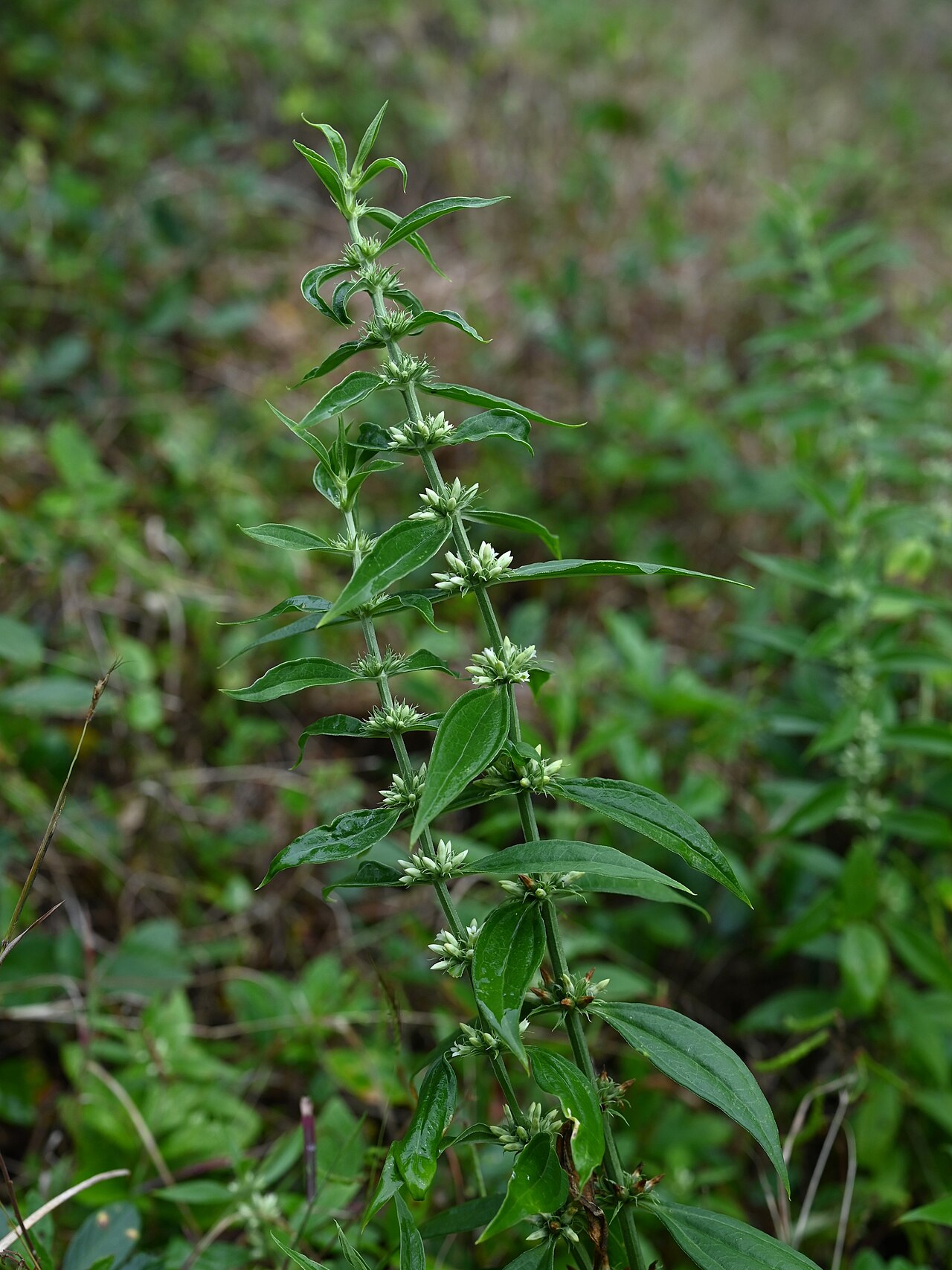 Whitehead: Enicostema verticillatum in Reserve Nord Grande-Terre Deville-Maisoncelle on Guadeloupe