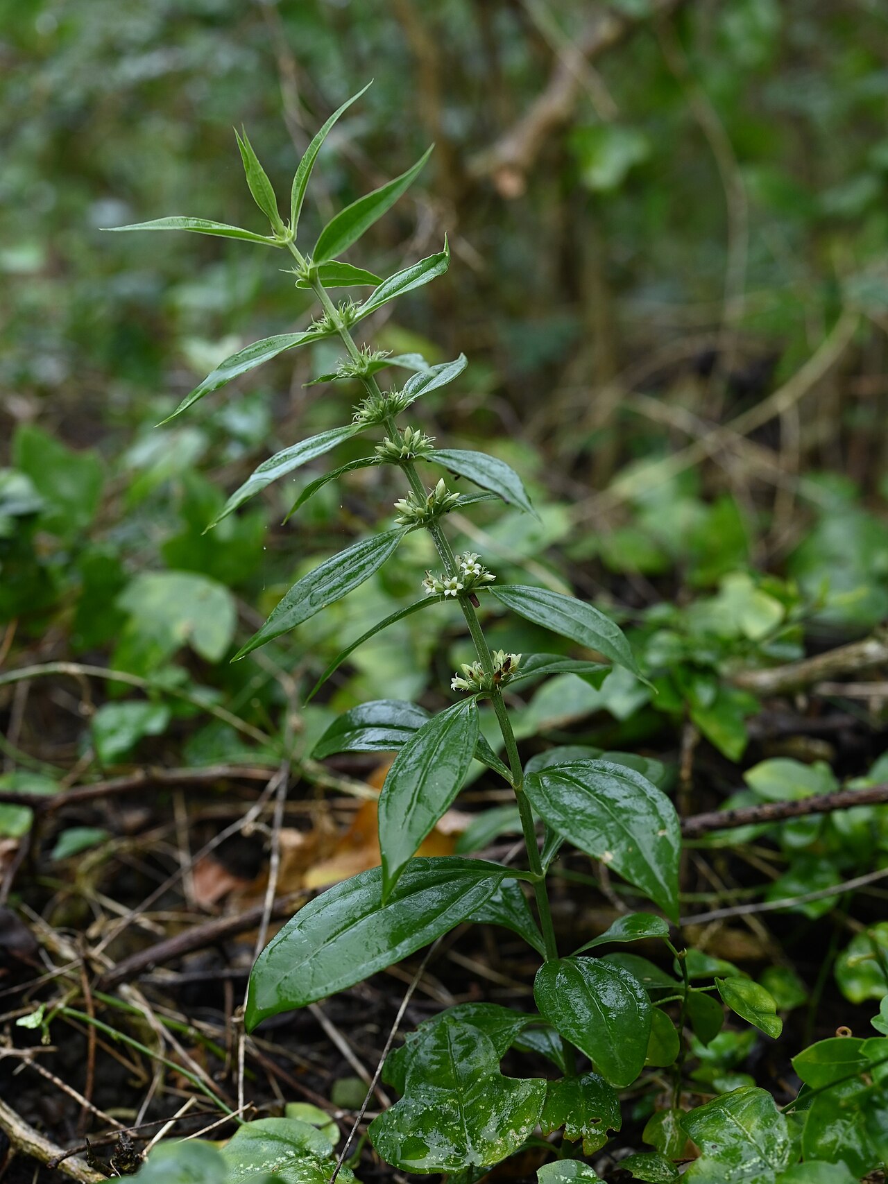 Whitehead: Enicostema verticillatum on Reservoir de Gaschet on Guadeloupe