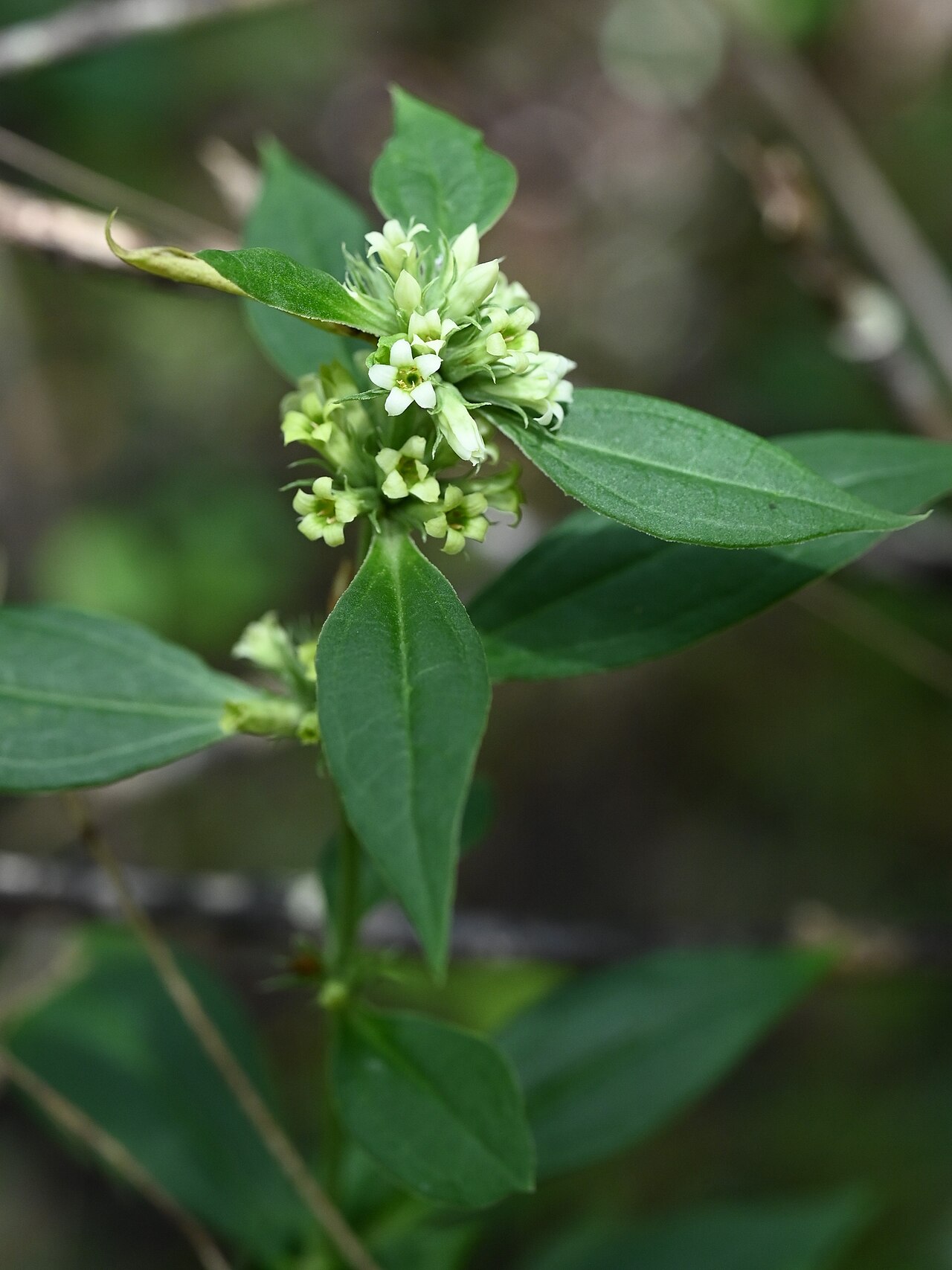 Whitehead: Enicostema verticillatum in Reserve Nord Grande-Terre Deville-Maisoncelle on Guadeloupe