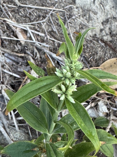 Whitehead (Enicostema verticillatum)