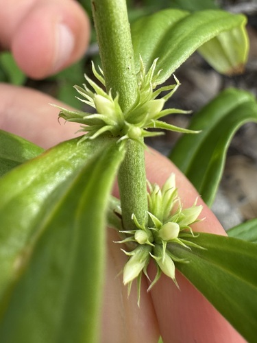 Whitehead (Enicostema verticillatum)