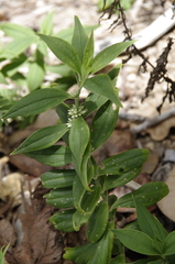 Whitehead (Enicostema verticillatum)