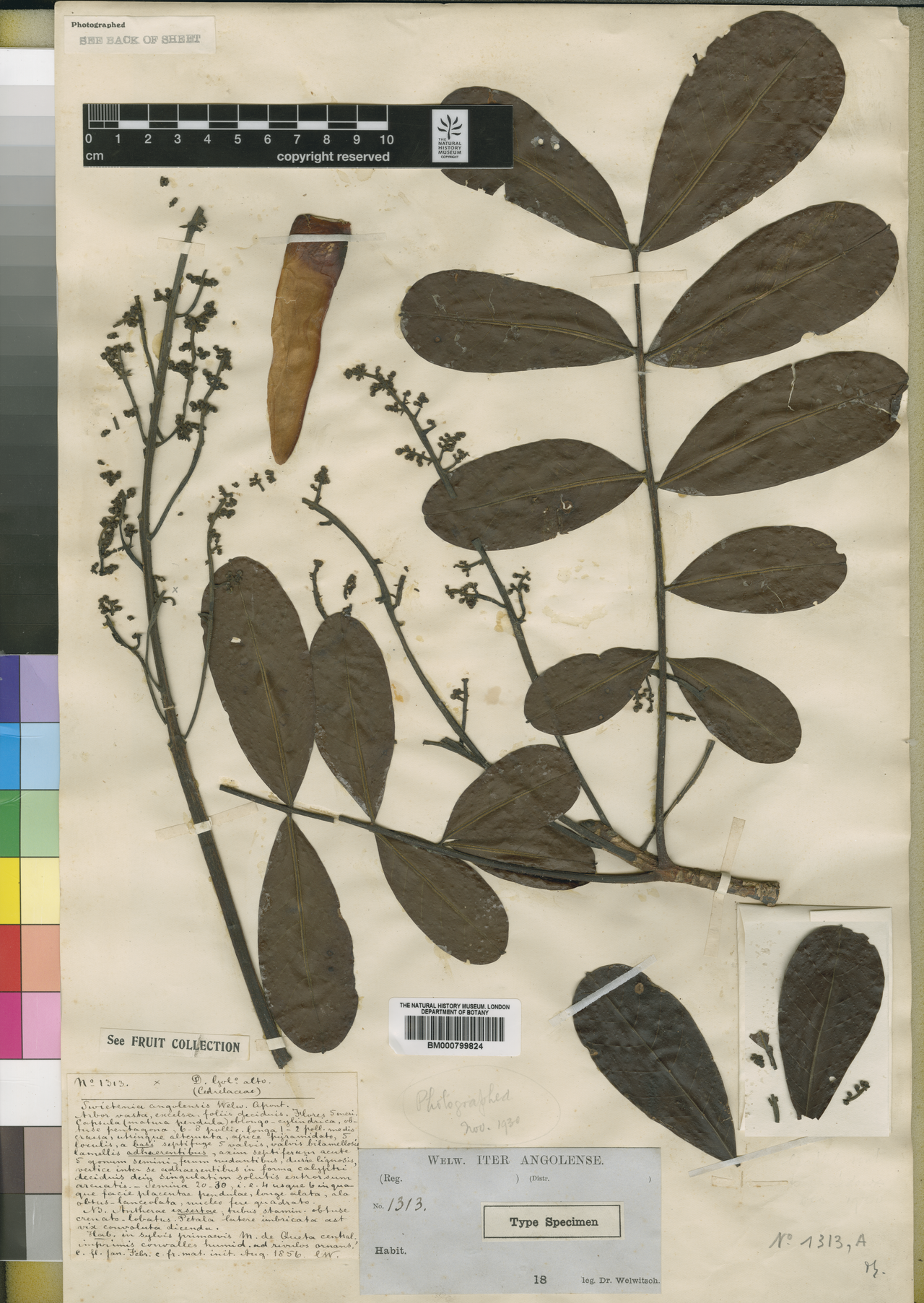 Entandrophragma angolense: Type of Swietenia angolensis Welw. (≡ Entandrophragma angolensis (Welw.) C.DC. ) Collector: F.M.J. Welwitsch Collection Number: 1313 Country: Angola Locality: G