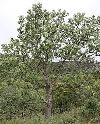 Mountain mahogany: Caprivi Wooden-Banana ( Entandrophragma caudatum ) in South Africa
