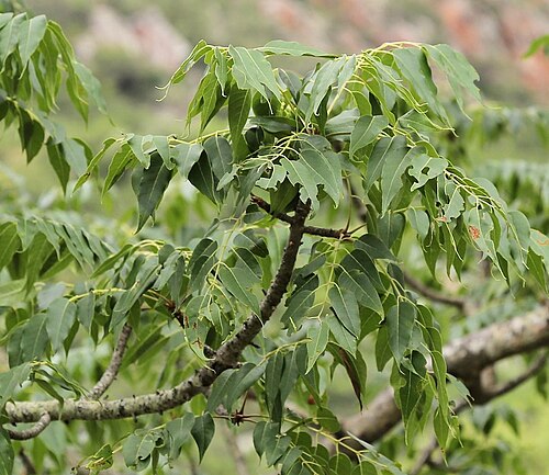 Mountain mahogany: Caprivi Wooden-Banana ( Entandrophragma caudatum ) in South Africa