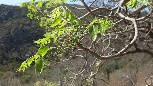 Mountain mahogany: Caprivi Wooden-Banana ( Entandrophragma caudatum ) in South Africa