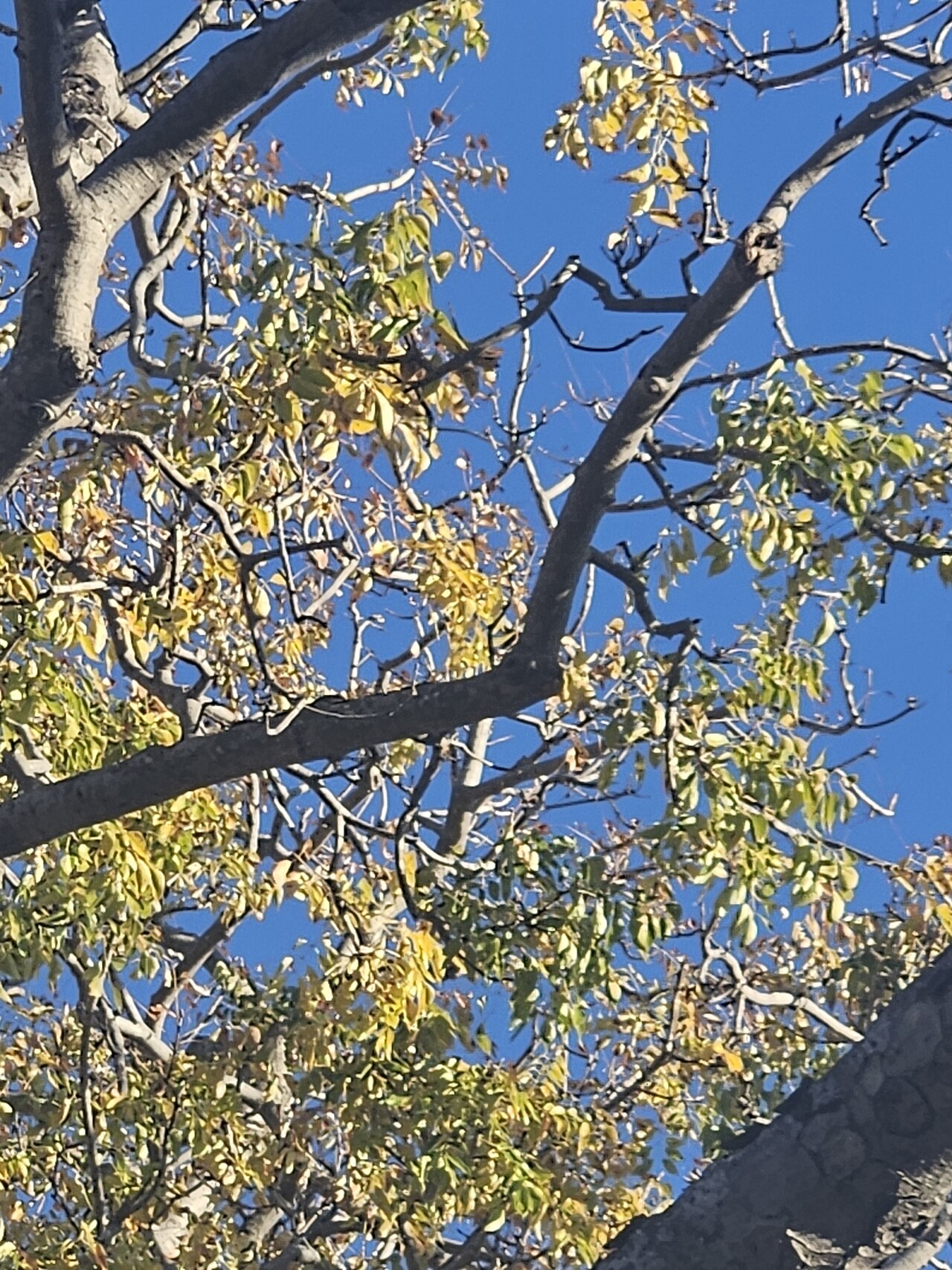 Mountain mahogany: Caprivi Wooden-Banana ( Entandrophragma caudatum ) in Zimbabwe