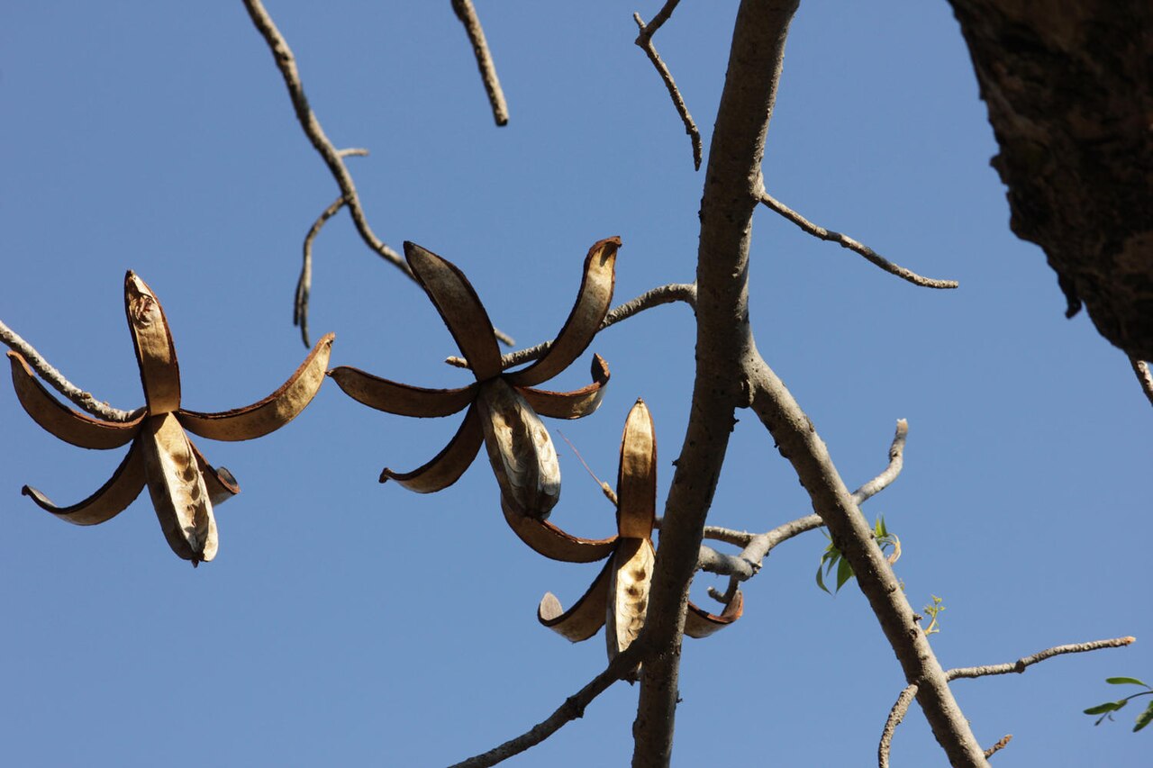 Mountain mahogany: Caprivi Wooden-Banana ( Entandrophragma caudatum ) in South Africa