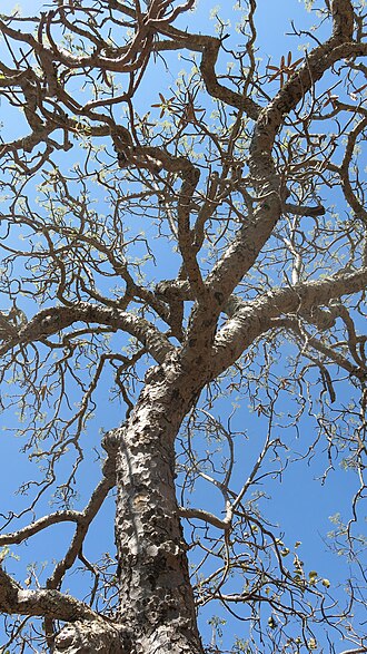 Mountain mahogany: Caprivi Wooden-Banana ( Entandrophragma caudatum ) in South Africa