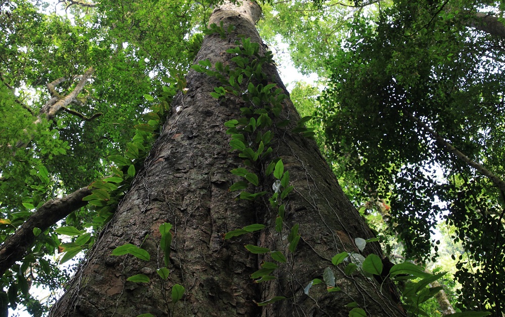 Entandrophragma excelsum: Largest extant specimen of Entandrophragma Excelsum (Swahili Mkukusu) at the slopes of Kilimanjaro measured at 81.5 m, being the tallest known tree in Africa, a