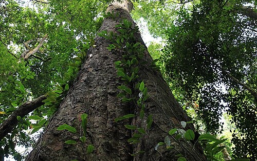 Entandrophragma excelsum: Largest extant specimen of Entandrophragma Excelsum (Swahili Mkukusu) at the slopes of Kilimanjaro measured at 81.5 m, being the tallest known tree in Africa, a