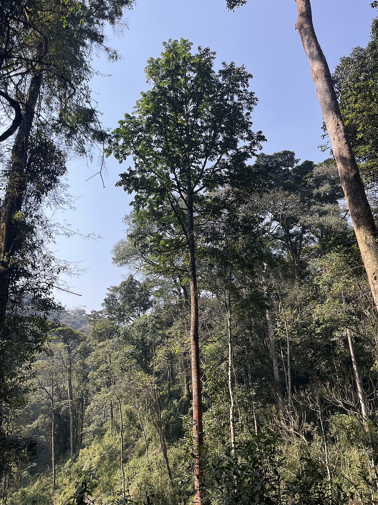 Entandrophragma excelsum: Entandrophragma excelsum in Uganda