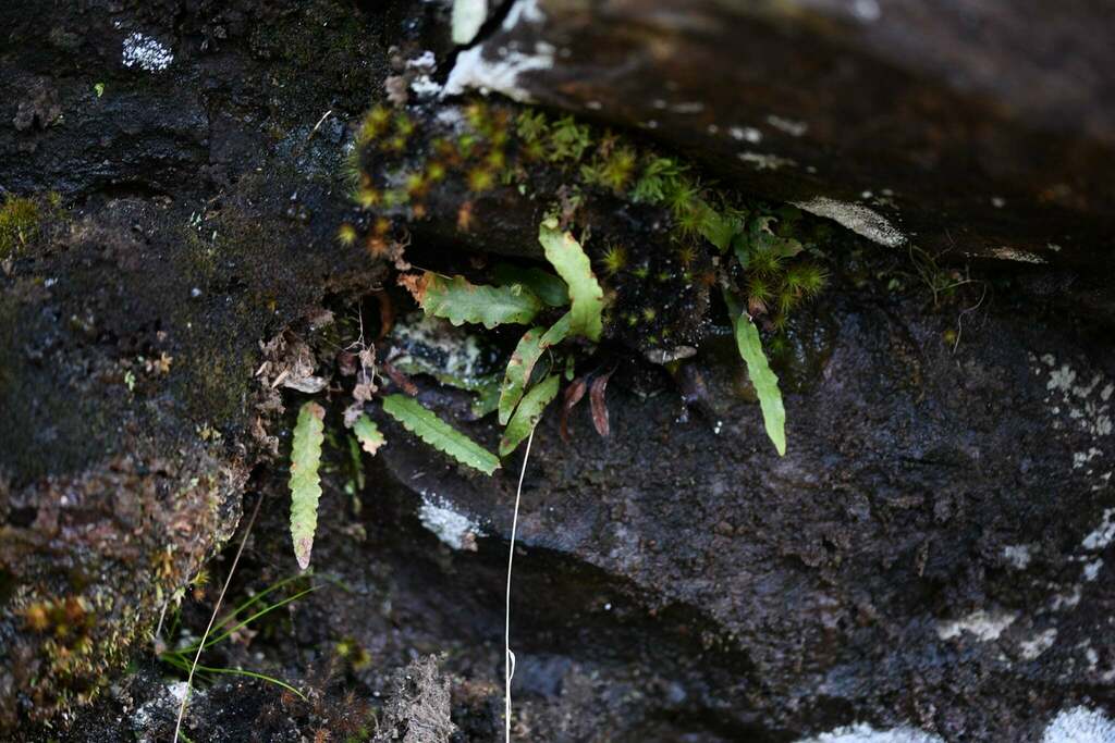 Enterosora barbatula (Enterosora barbatula)