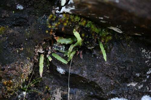 Enterosora barbatula (Enterosora barbatula)