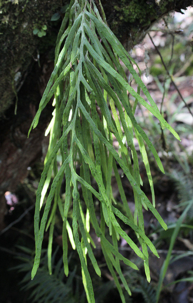 Octopus fern (Enterosora sectifrons)