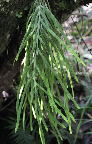 Octopus fern (Enterosora sectifrons)