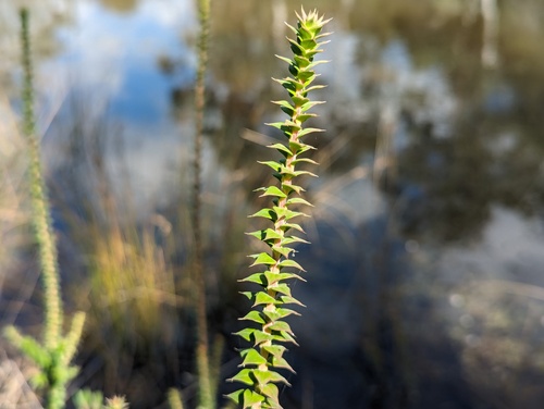Epacris breviflora (Epacris breviflora)