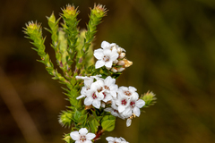 Epacris breviflora (Epacris breviflora)