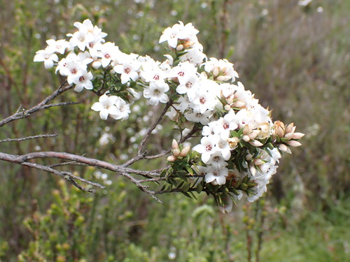 Epacris breviflora (Epacris breviflora)