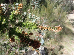 Epacris breviflora (Epacris breviflora)