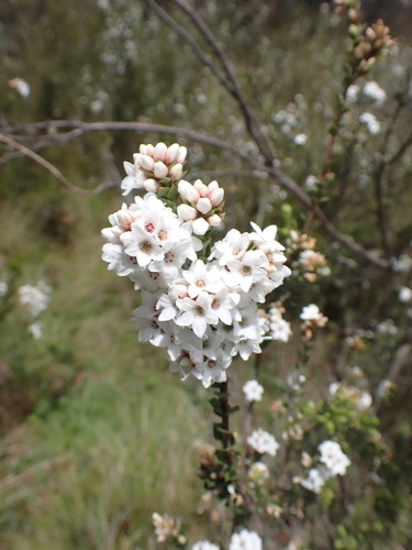 Epacris breviflora (Epacris breviflora)