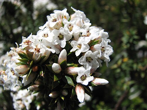 Epacris breviflora: Epacris breviflora , Baw Baw National Park, Victoria, Australia