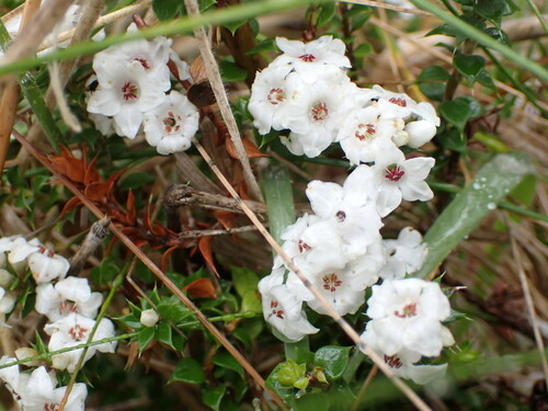 Epacris breviflora (Epacris breviflora)