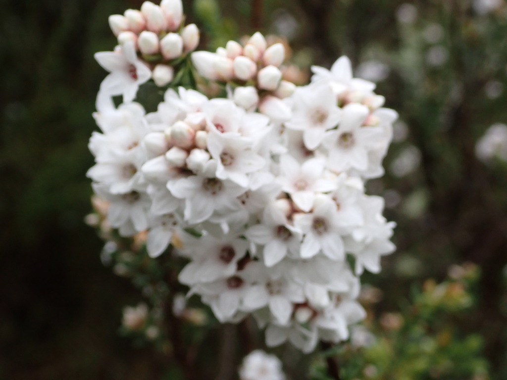 Epacris breviflora (Epacris breviflora)
