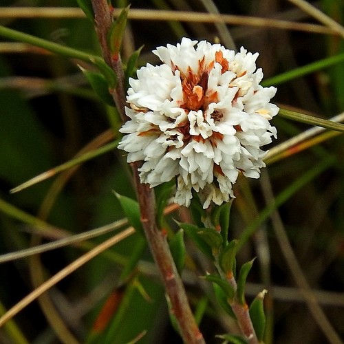 Epacris breviflora (Epacris breviflora)