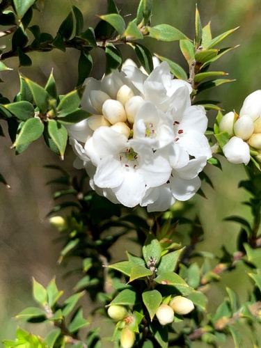 Epacris breviflora (Epacris breviflora)
