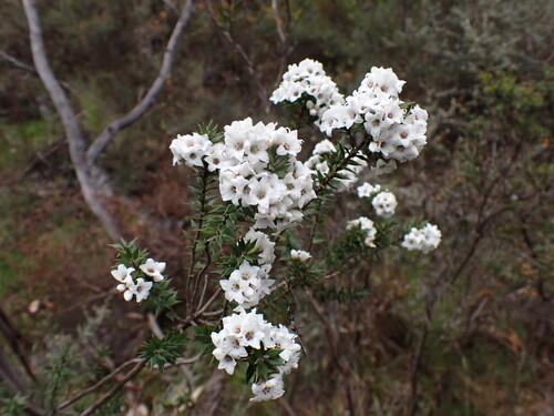 Epacris breviflora (Epacris breviflora)