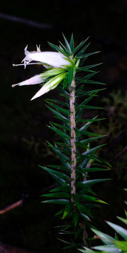Epacris calvertiana (Epacris calvertiana)