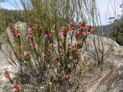 Epacris calvertiana (Epacris calvertiana)