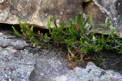Epacris calvertiana (Epacris calvertiana)