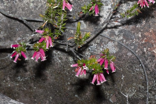 Epacris calvertiana (Epacris calvertiana)