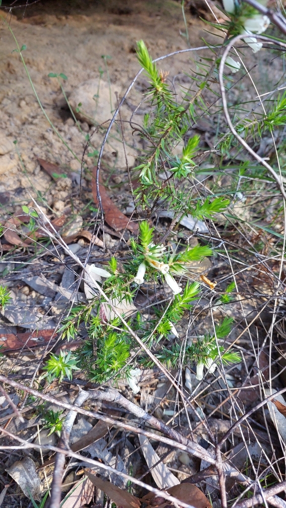 Epacris calvertiana (Epacris calvertiana)