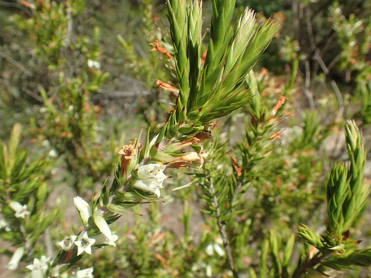 Epacris calvertiana: Epacris calvertiana var. calvertiana in the ANBG