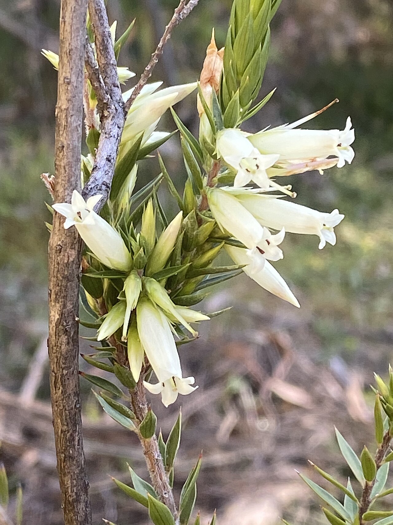 Epacris calvertiana: Epacris calvertiana var. calvertiana