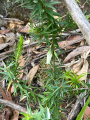 Epacris calvertiana (Epacris calvertiana)