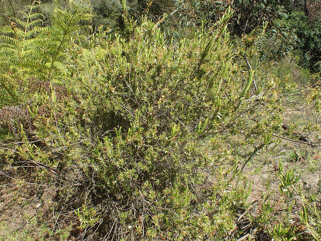 Epacris calvertiana: Epacris calvertiana var. calvertiana in the ANBG