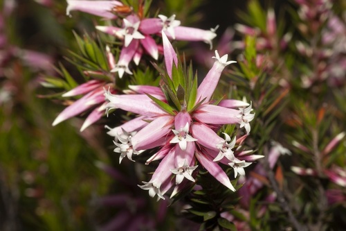 Epacris calvertiana (Epacris calvertiana)