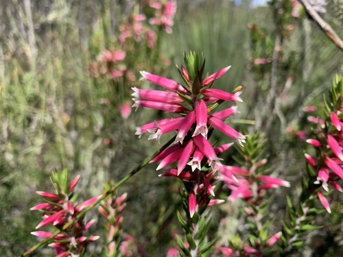Epacris calvertiana (Epacris calvertiana)
